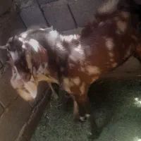 نری ۲ ساله