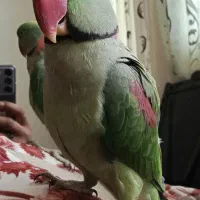 شاه طوطی رام ودستی