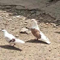 کبوتر|لوازم جانبی حیوانات|بروجرد, |دیوار