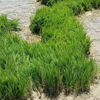 نشای تولکی ، کارگر جهت نشاء