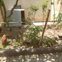 مرغ و خروس به طور یکجا