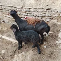 فروش میش بره دار