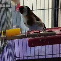 سهره|پرنده|تاکستان, |دیوار