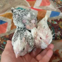 عروس هلندی