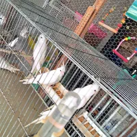 فروش تعدادی پرنده خانگی