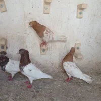 کله