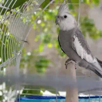 عروس هلندی