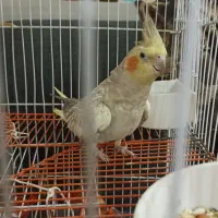 یه جفت عروس هلندی