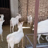 سانن|حیوانات مزرعه|گناباد, |دیوار
