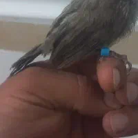 قناری