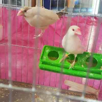 فنچ نرگسی جفت