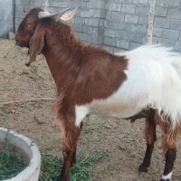 نری سر حال کهره چاق