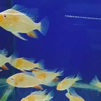 انواع لوازم آکواریوم و ماهیهای زینتی کاسپین