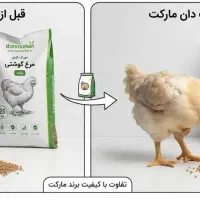 خوراک مرغ بومی