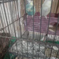 مرغ عشق