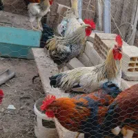 فروش خروس محلی
