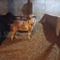 یک راس بز پله قولاخ