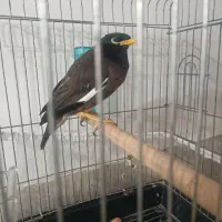 میناسخن گو