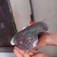 کبوتر