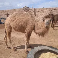 شتر