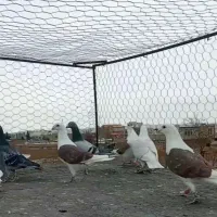 کبوتر دوکت،پلاکی
