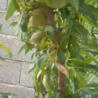 باغچه-چهاردیواری-شده
