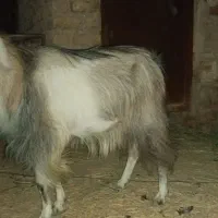 گوسفند