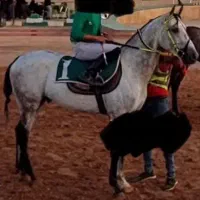 فروش اسب کورسی
