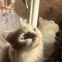 گربه پرشین میکس ماده