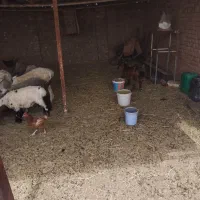 گیسه چاق فروشی