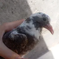 جوجه کفتر دون خور