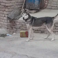 سگ  هاسکی