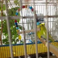 مرغ عشق نژاد دار مولد جفت