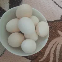 تخم مرغ براکل