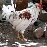 خروس|حیوانات مزرعه|سارال, |دیوار