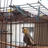 عروس هلندی نر بفروش می‌رسد ۴۰۰ تومان