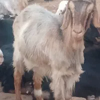 بز جوان داشتی سرحال بدون هیچ مشکل چاق