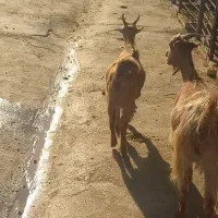 بز جوون