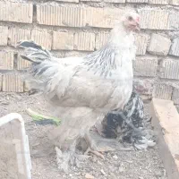 خروس برهما لایت