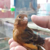 جوجه قناری و نر و ماده بالغ