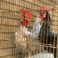 جوجه خروس مینیاتوری