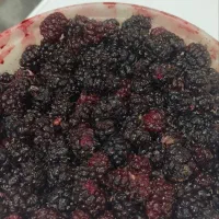 شاتوت