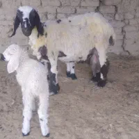گوسفند-جملی