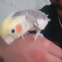 عروس هلندی نرو ماده