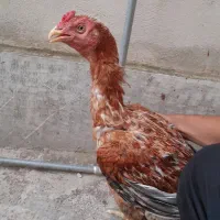 خروس برزیلی