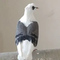 ماده دوکت