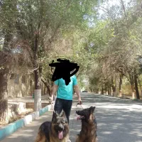 سگ ژرمن