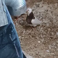 جوجه طوقی
