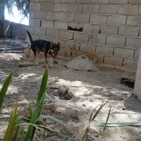 سگ ژرمن‌نر