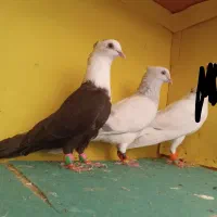 دم سفیدوکلاغ و دارو